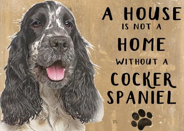 A House is not a home without a Cocker Spaniel