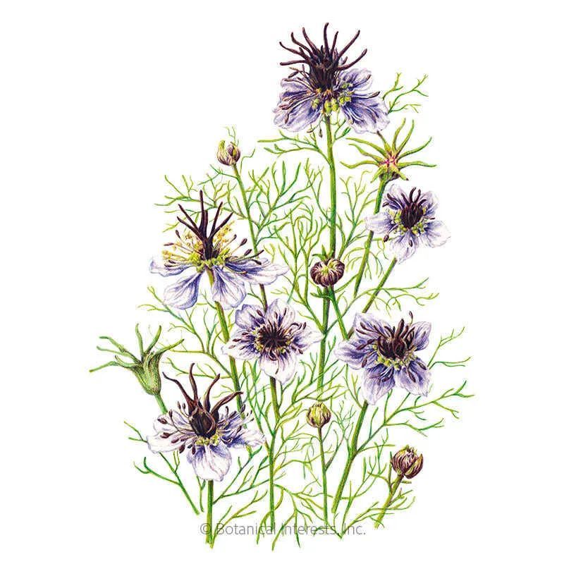 Love-In-A-Mist Delft Blue